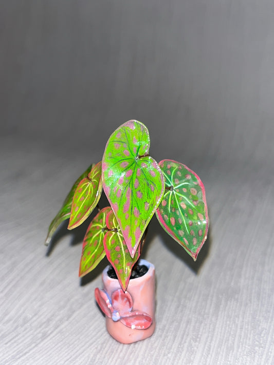 Begonia ´Pink Lime Splash´ -  Begonia Magnet