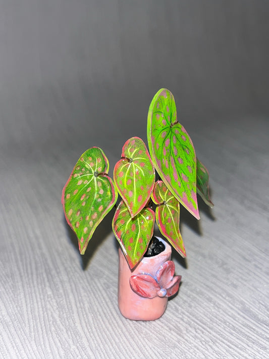 Begonia ´Pink Lime Splash´ -  Begonia Magnet