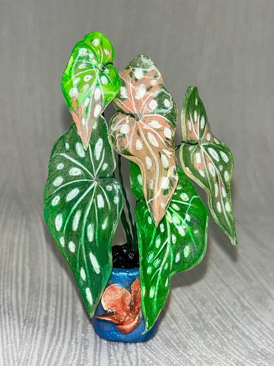 Begonia maculata ‘Variegate’ —  Begonia Magnet