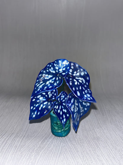 Begonia „Blue Galaxy“–  Begonia Magnet