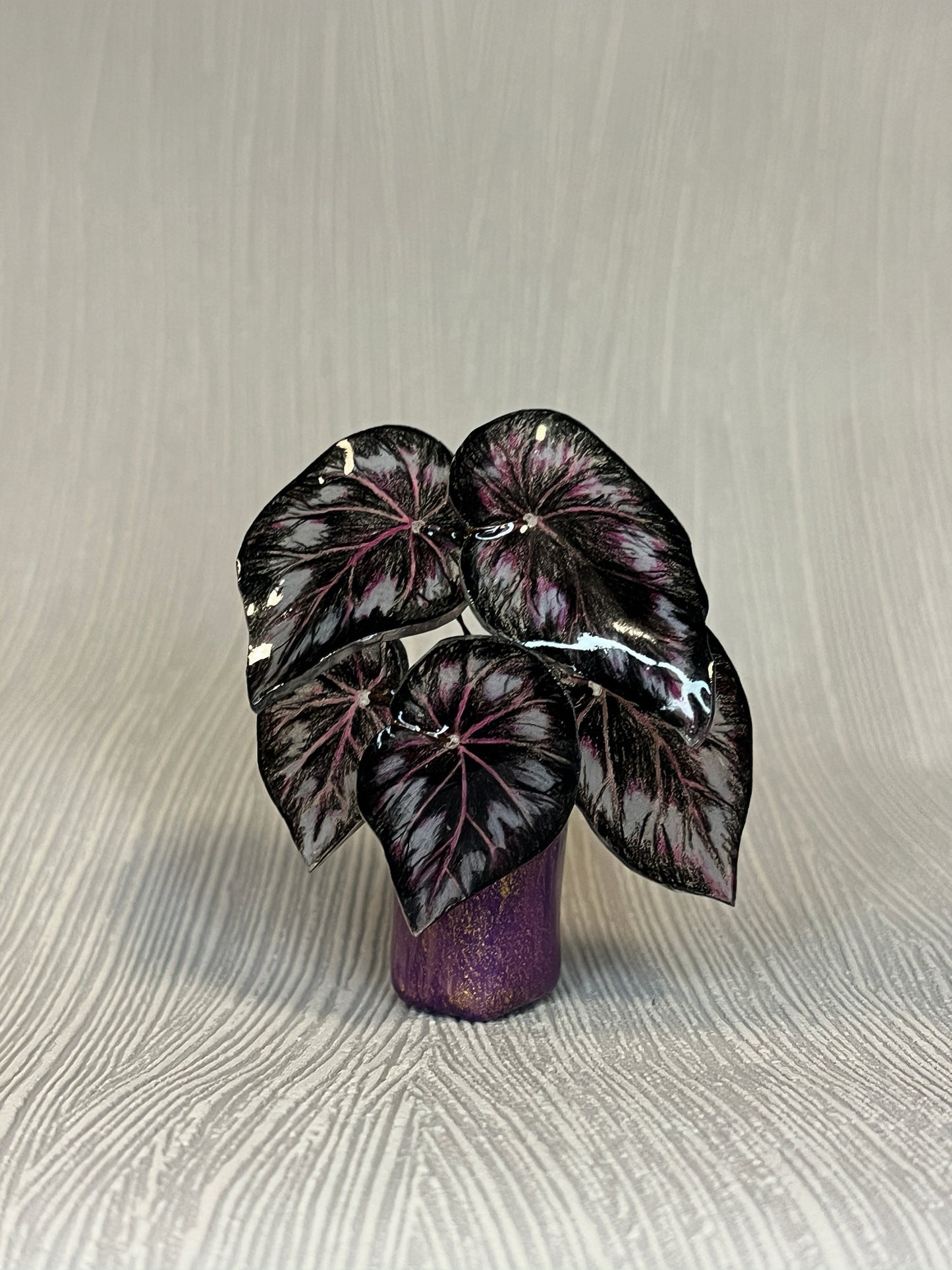 Begonia „Helen" - Begonia Magnet