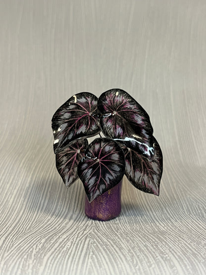 Begonia „Helen" - Begonia Magnet