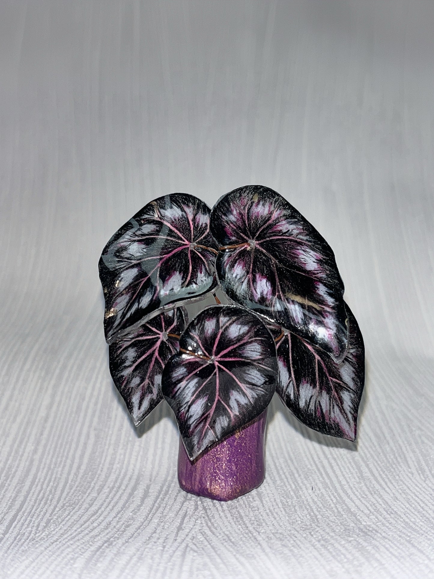 Begonia „Helen" - Begonia Magnet