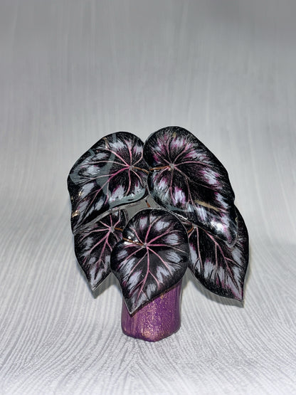 Begonia „Helen" - Begonia Magnet
