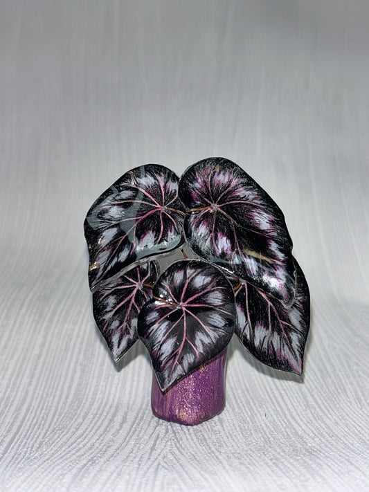 Begonia „Helen" - Begonia Magnet