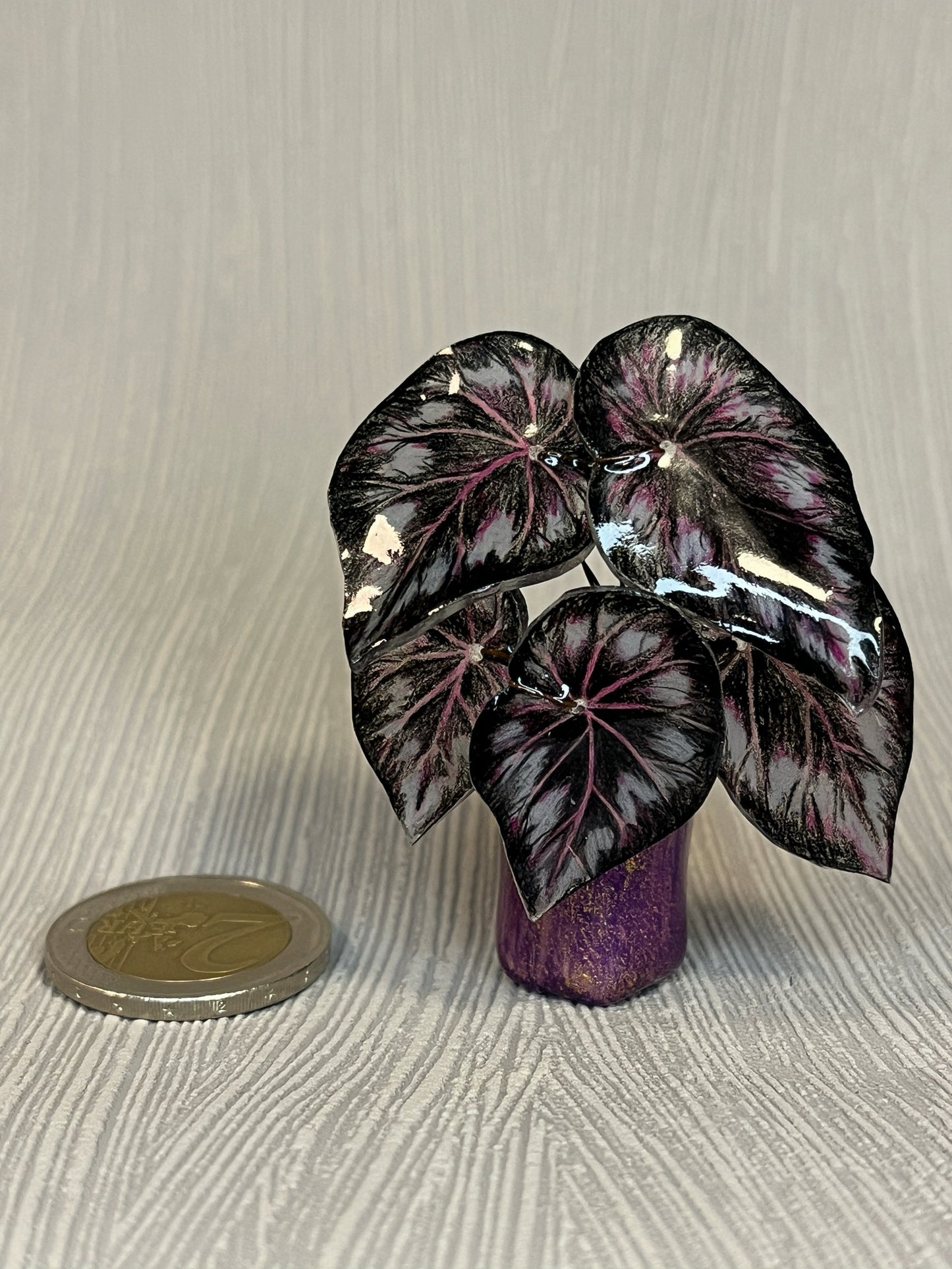 Begonia „Helen" - Begonia Magnet