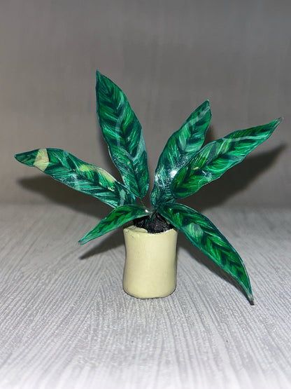 Calathea " Lancifolia" - Calathea Magnet