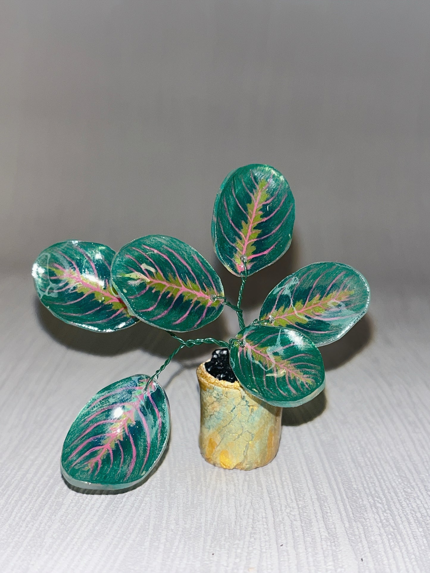 Calathea ‘Maranta’ –  Calathea Magnet