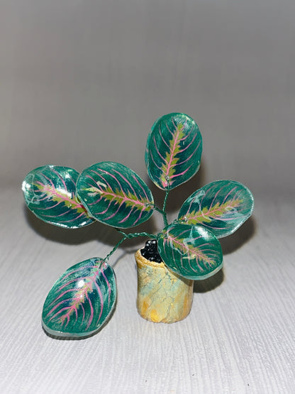 Calathea ‘Maranta’ –  Calathea Magnet