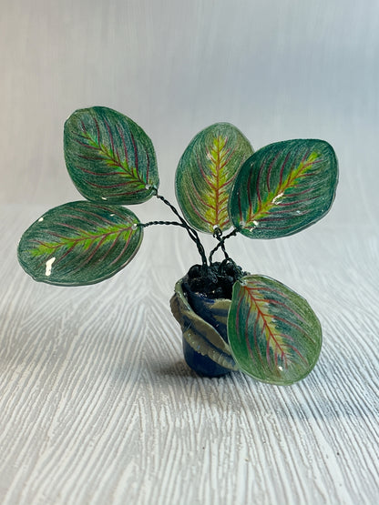 Calathea ‘Maranta’ –  Calathea Magnet