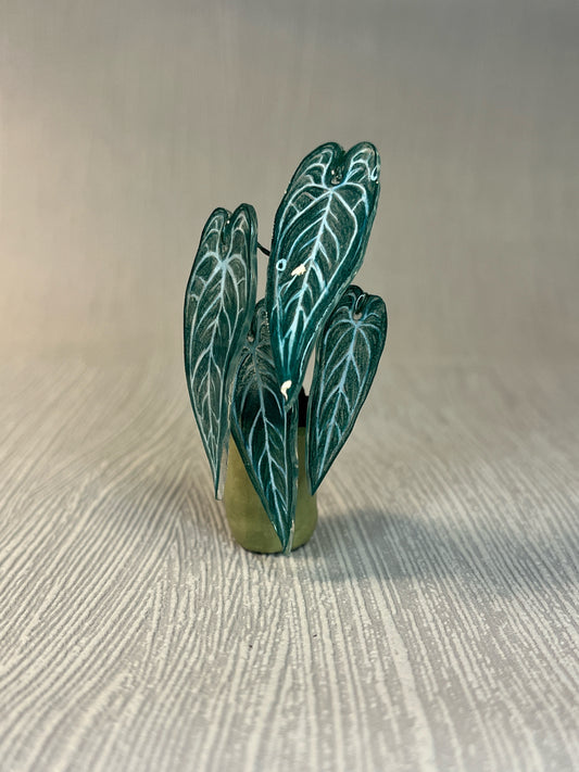 Anthurium "Warocqueanum" –  Anthurium Magnet