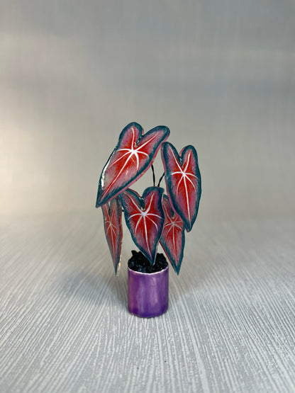 Caladium ‘Bicolor’–  Caladium Magnet