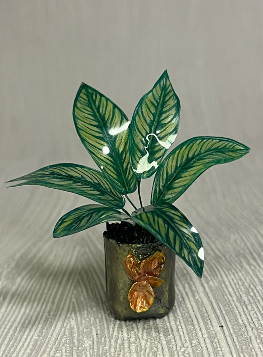 Calathea ´Camille´ –  Calathea Magnet