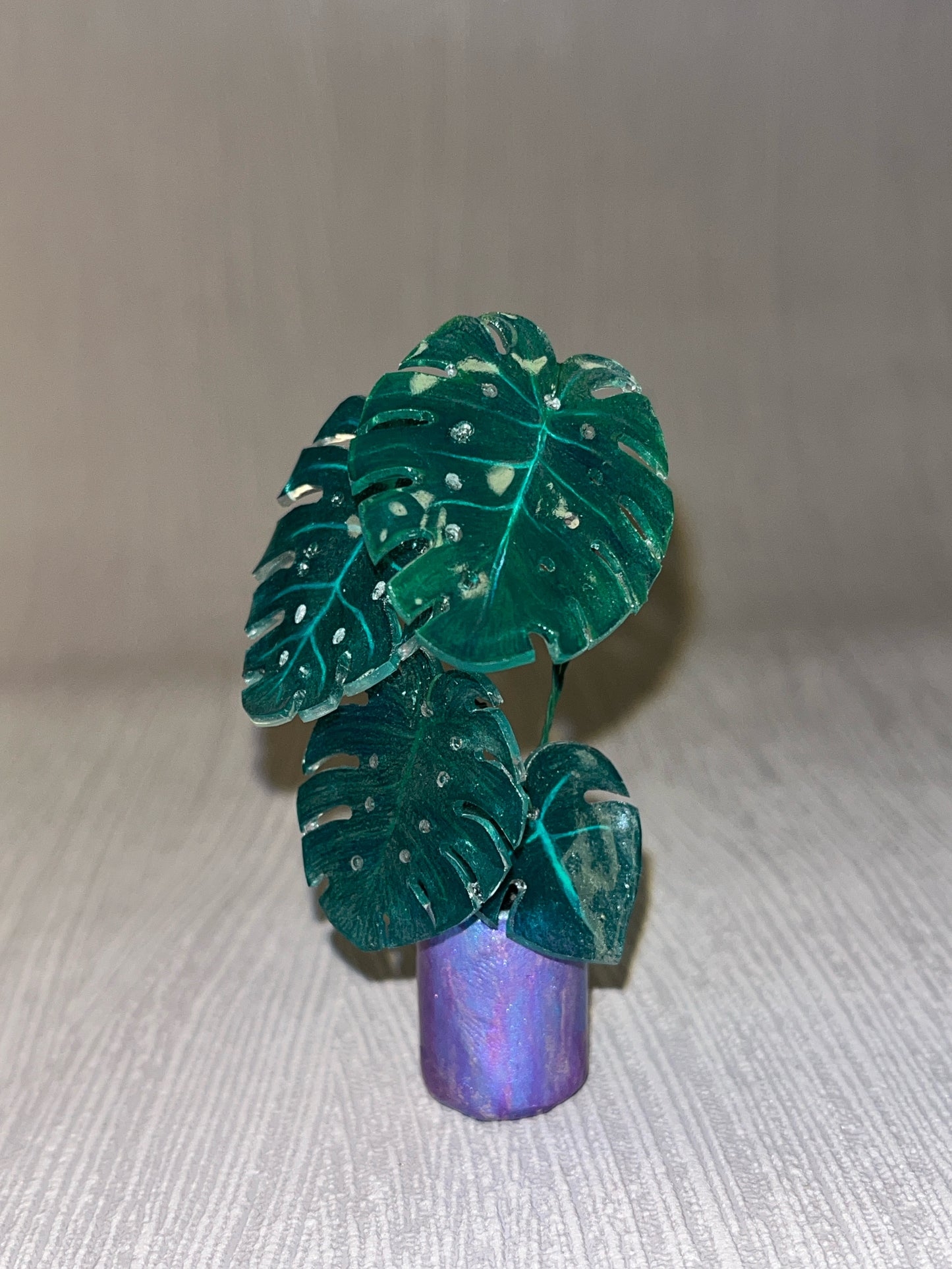Monstera deliciosa ' Klassic' –  Monstera Magnet