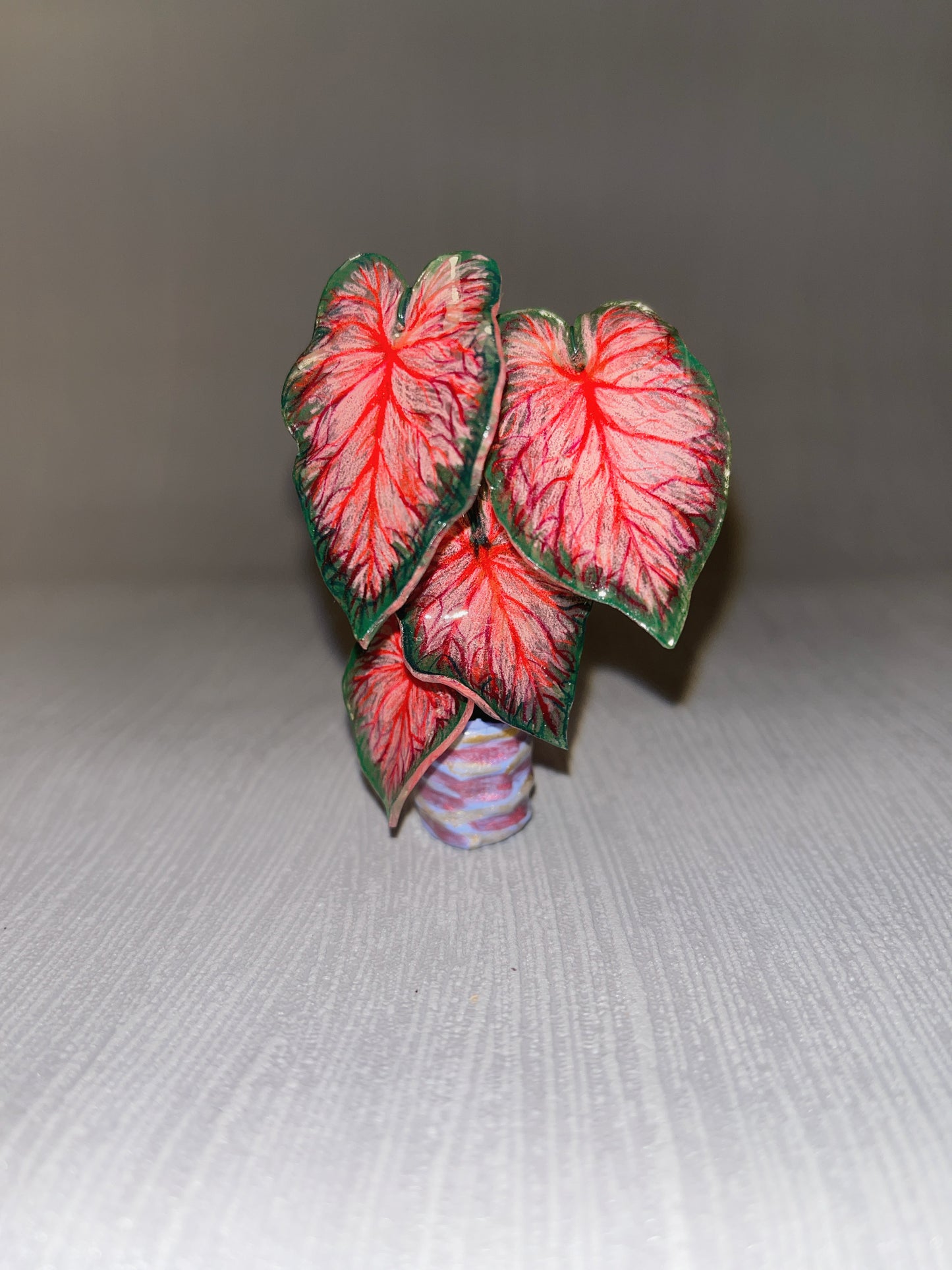 Caladium “Red Glamour” –  Caladium Magnet