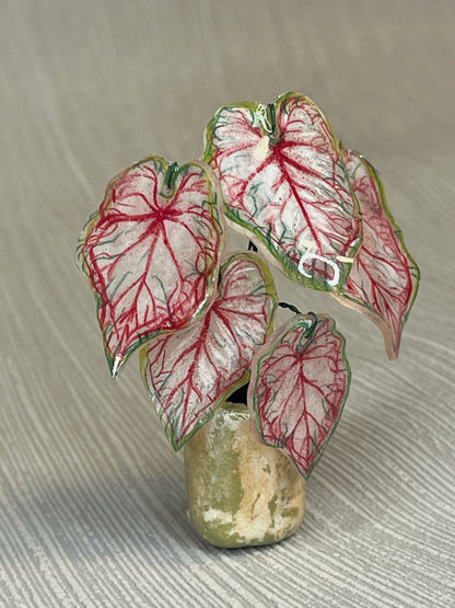 Caladium “Sweet Heart" –  Caladium Magnet