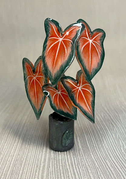 Caladium ‘Bicolor’–  Caladium Magnet
