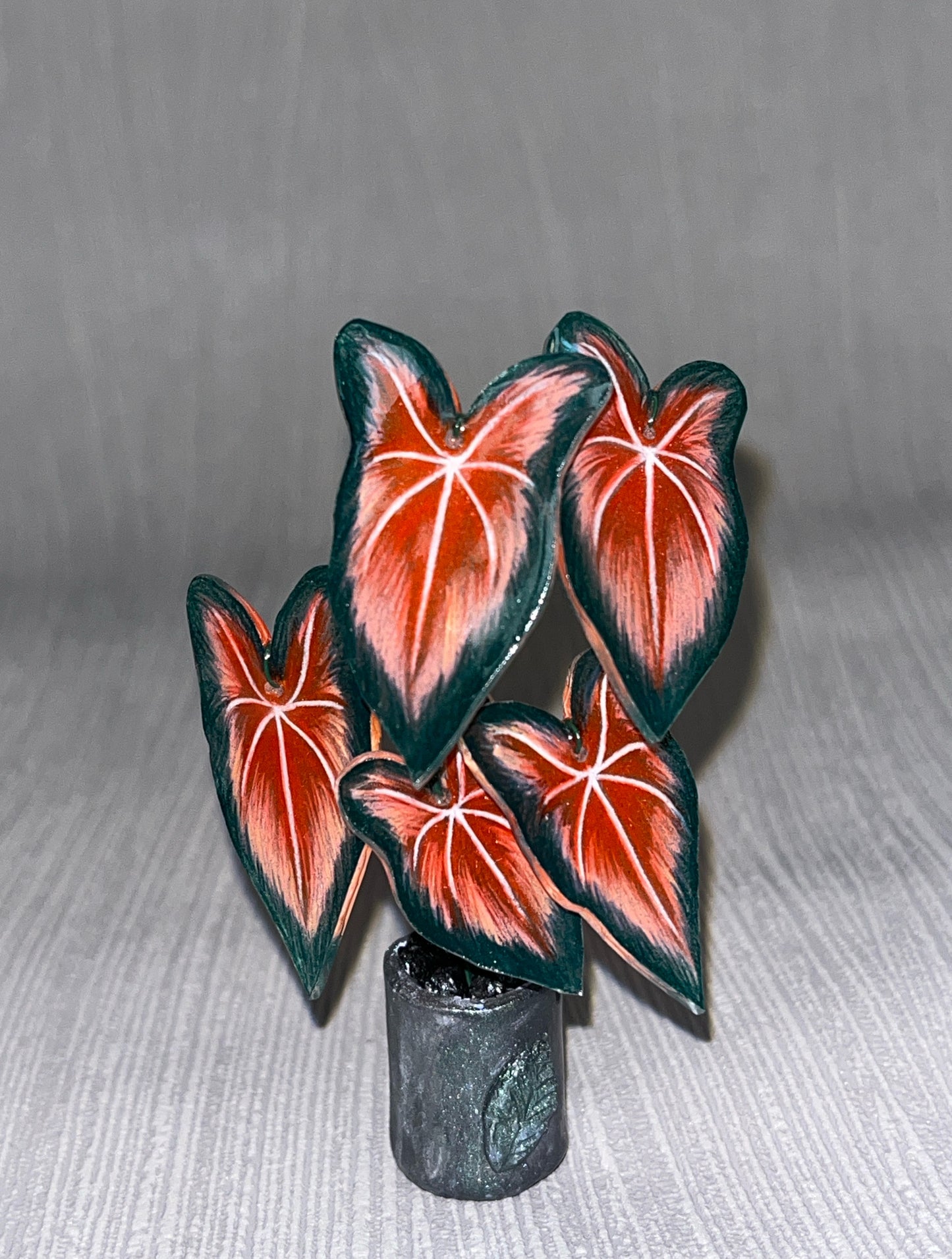 Caladium ‘Bicolor’–  Caladium Magnet