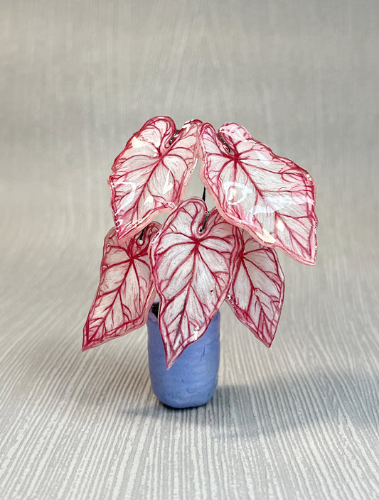 Caladium „Rose Whisper" - Caladium Magnet