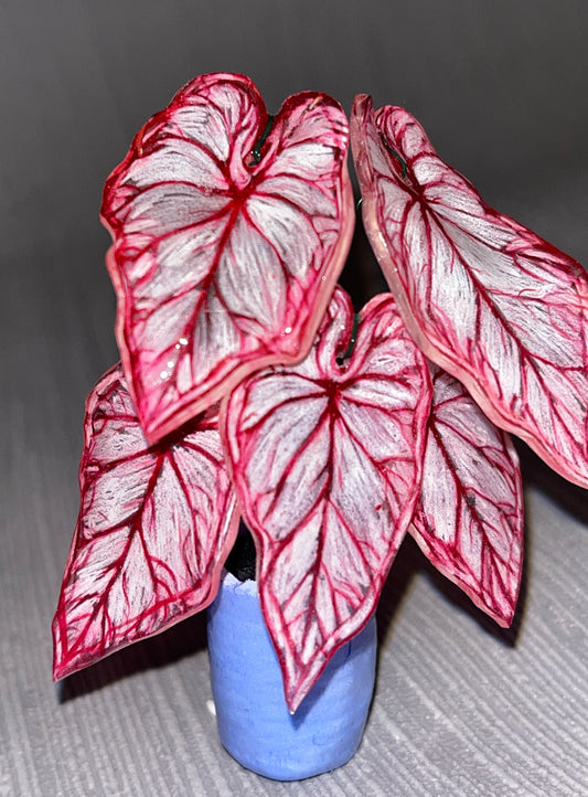 Caladium „Rose Whisper" - Caladium Magnet