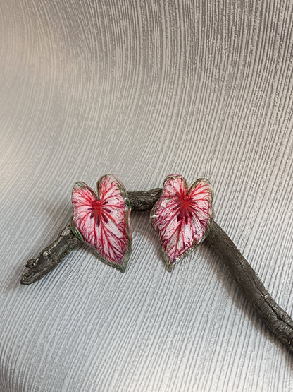 Caladium ‘Xplósiom´—Ohrringe