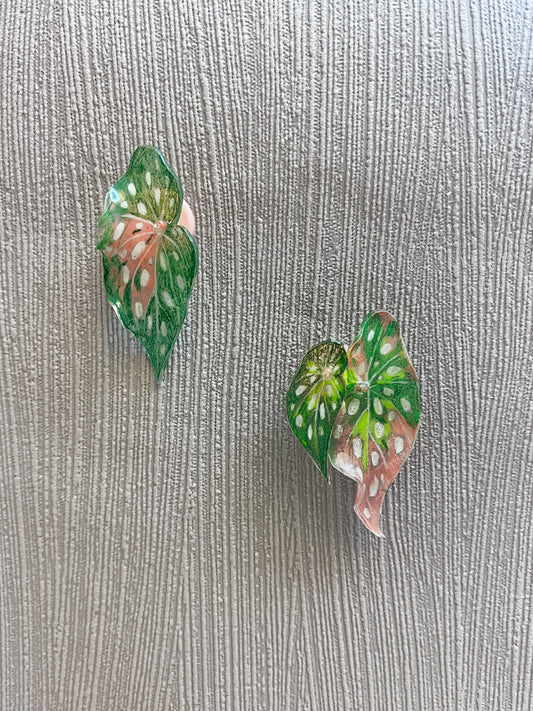 Begonia maculata ‘Wightii’ — Ohrringe