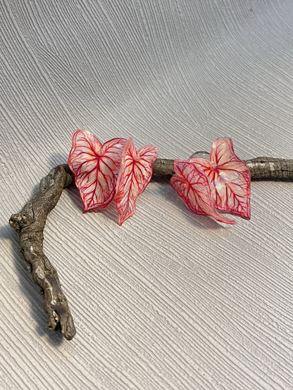 Caladium ´Pink Vein´- Ohrringe