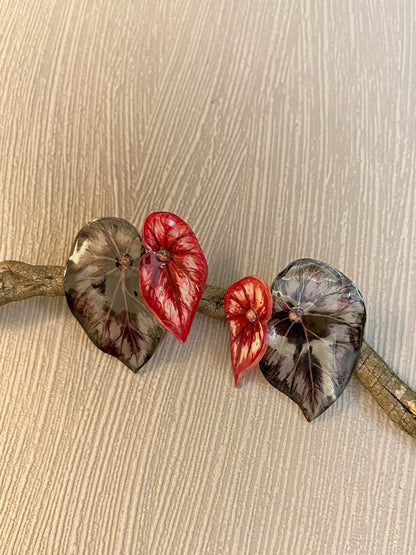 Begonia "Helen" — Mix Ohrringe