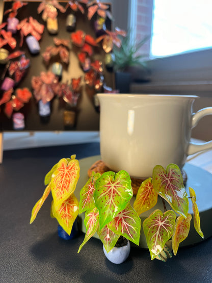 Caladium "Miss Muffet" -  Caladium Magnet