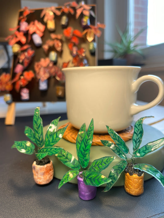 Calathea " Lancifolia" - Calathea Magnet