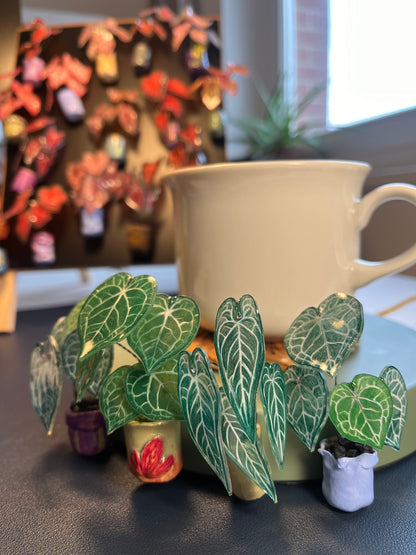 Anthurium “Clarinervium" –  Anthurium Magnet