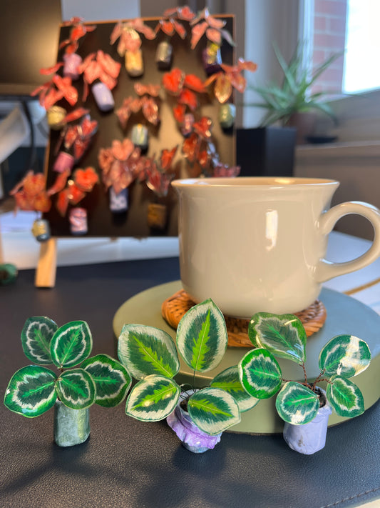 Calathea ‘Marion’- Magnet