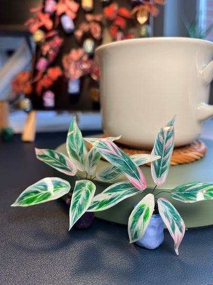 Stromanthe ´Triostar´  –  Stromanthe  Magnet