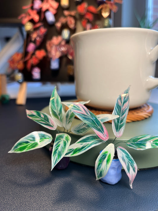 Stromanthe ´Triostar´  –  Stromanthe  Magnet