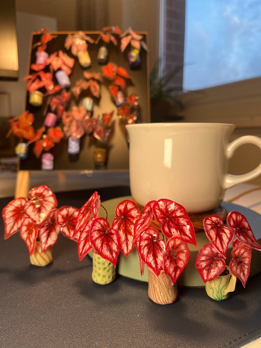 Begonia „ Tambourine “ - Begonia Magnet