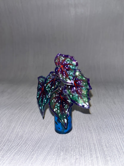 Begonia ‘African Jungle’ - Begonia Magnet