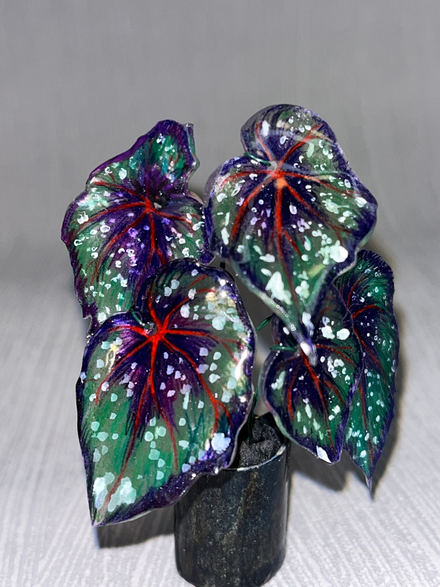 Begonia ‘African Jungle’ - Begonia Magnet