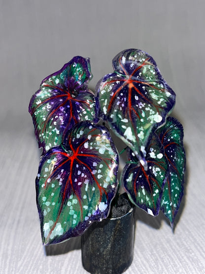 Begonia ‘African Jungle’ - Begonia Magnet