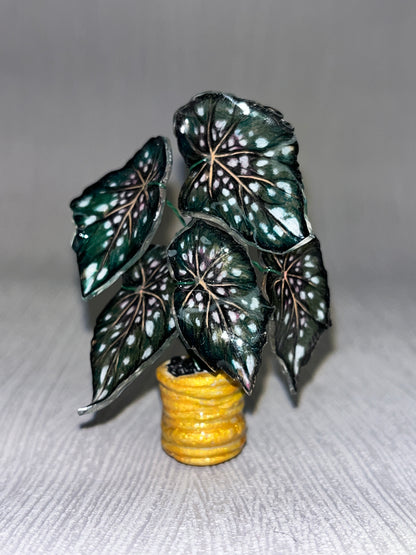 Begonia „Emerald Star" - Begonia Magnet