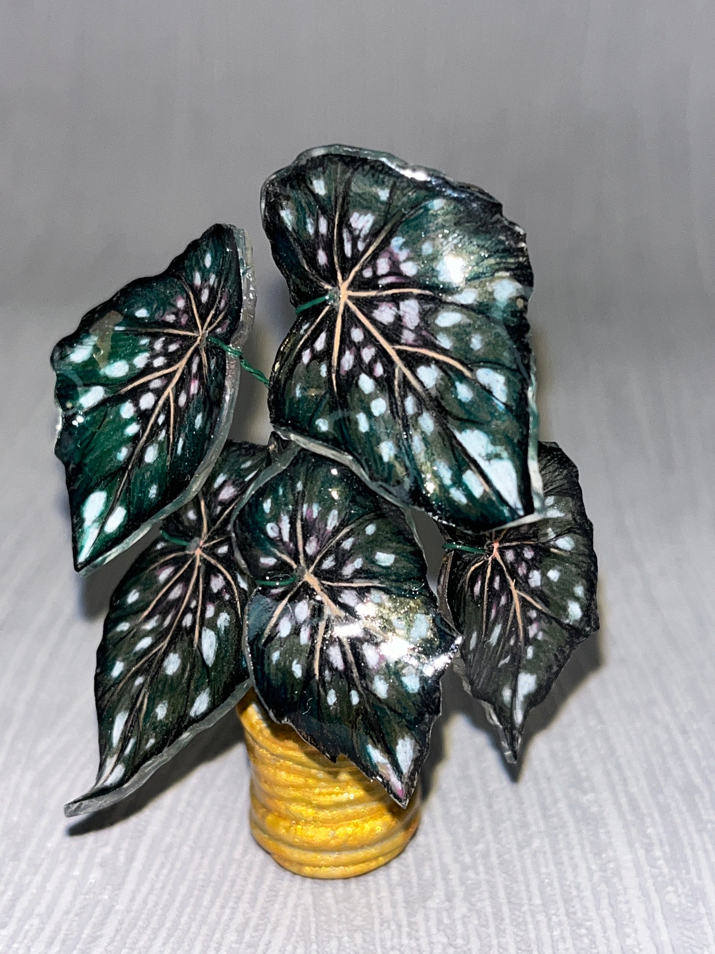 Begonia „Emerald Star" - Begonia Magnet