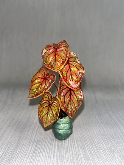 Caladium “PandoraKing” –  Caladium Magnet
