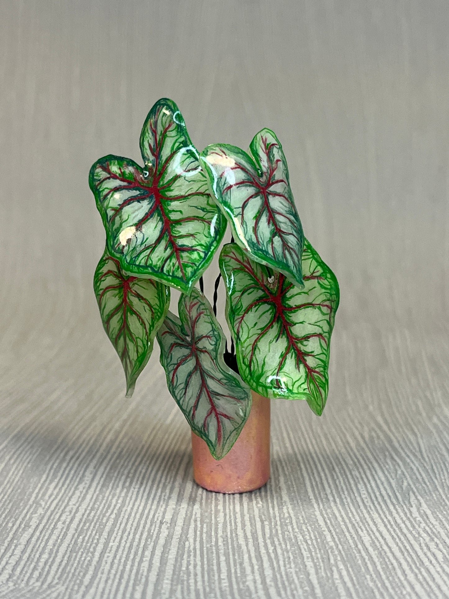 Caladium ‘ Celelbration ’  - Caladium Magnet