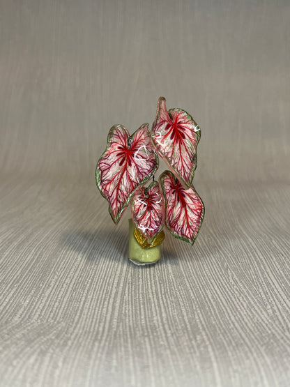 Caladium “Xplósiom” –  Caladium Magnet
