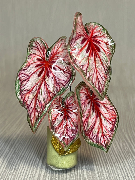 Caladium “Xplósiom” –  Caladium Magnet
