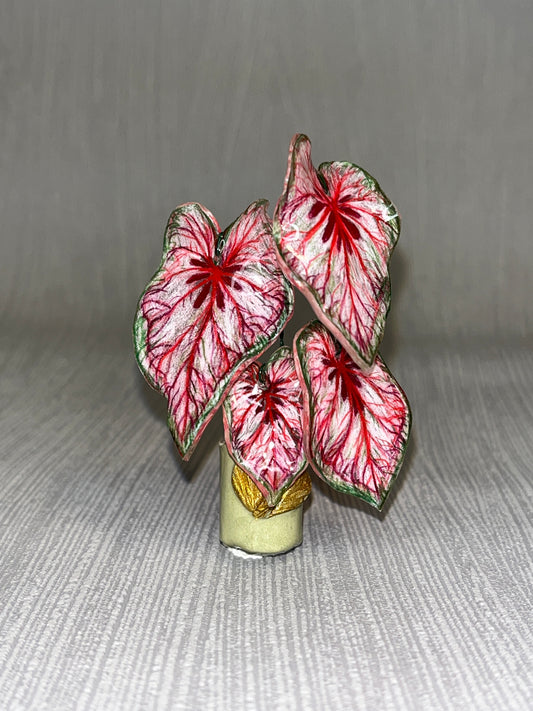 Caladium “Xplósiom” –  Caladium Magnet