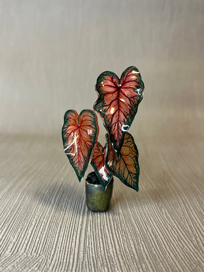 Caladium “Amber Heart” –  Caladium Magnet