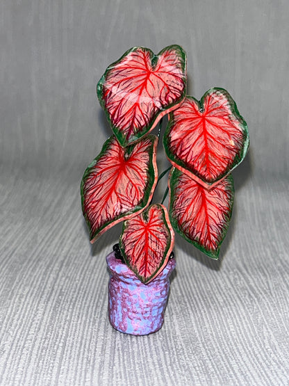 Caladium “Red Glamour” –  Caladium Magnet