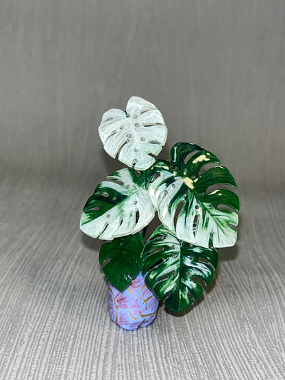 Monstera deliciosa ‘Albo Variegata’ –  Monstera Magnet