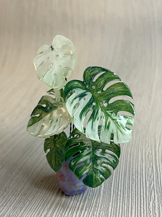 Monstera deliciosa ‘Albo Variegata’ –  Monstera Magnet