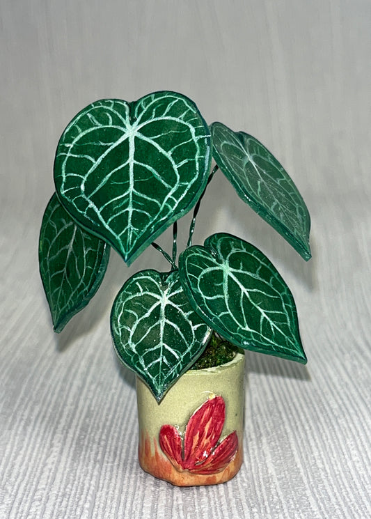 Anthurium “Clarinervium" –  Anthurium Magnet
